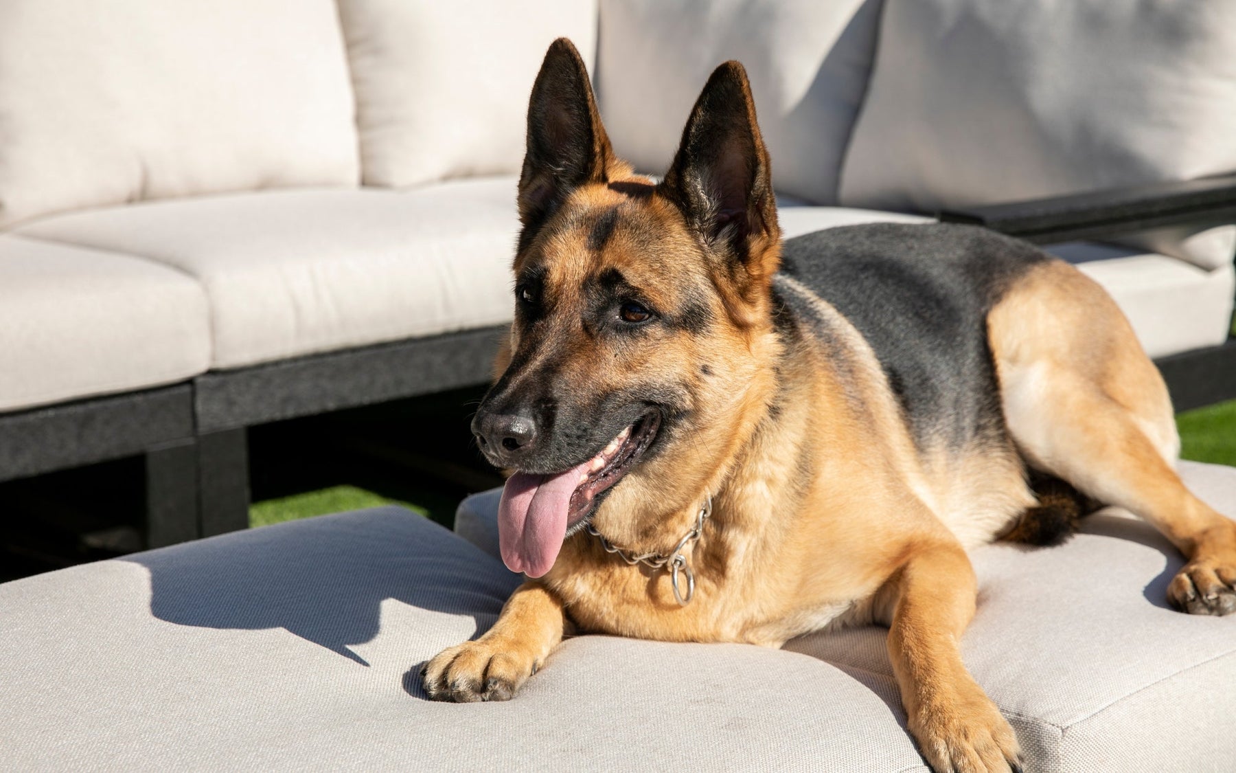Best Upholstery Fabric for Dogs and Pets