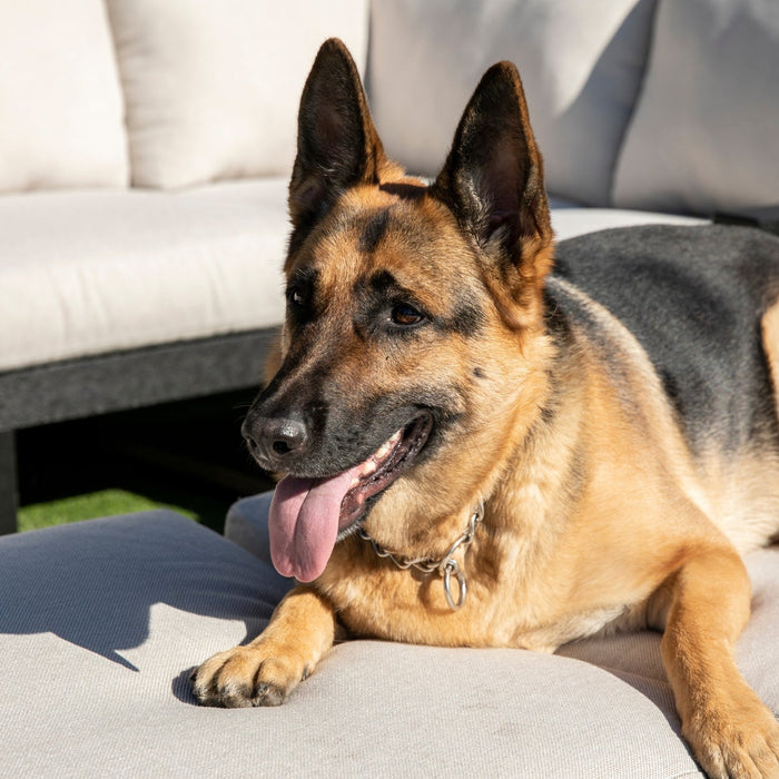 Best Upholstery Fabric for Dogs and Pets