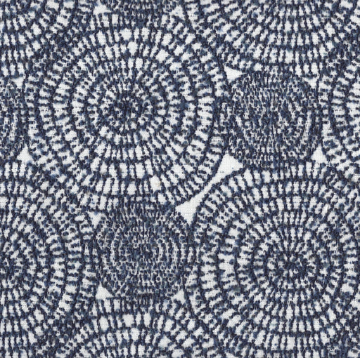 Lala Land - Outdoor Fabric - Swatch / Navy - Revolution Upholstery Fabric